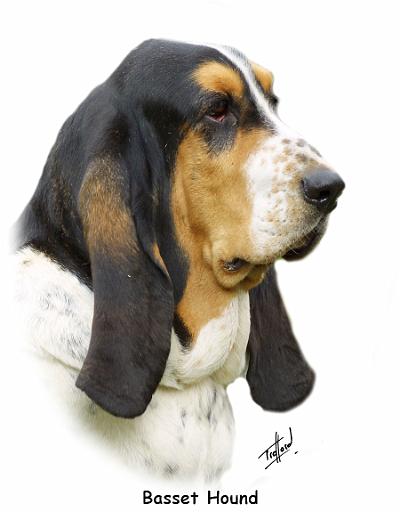 Basset Hound 9P013D-41_2.jpg